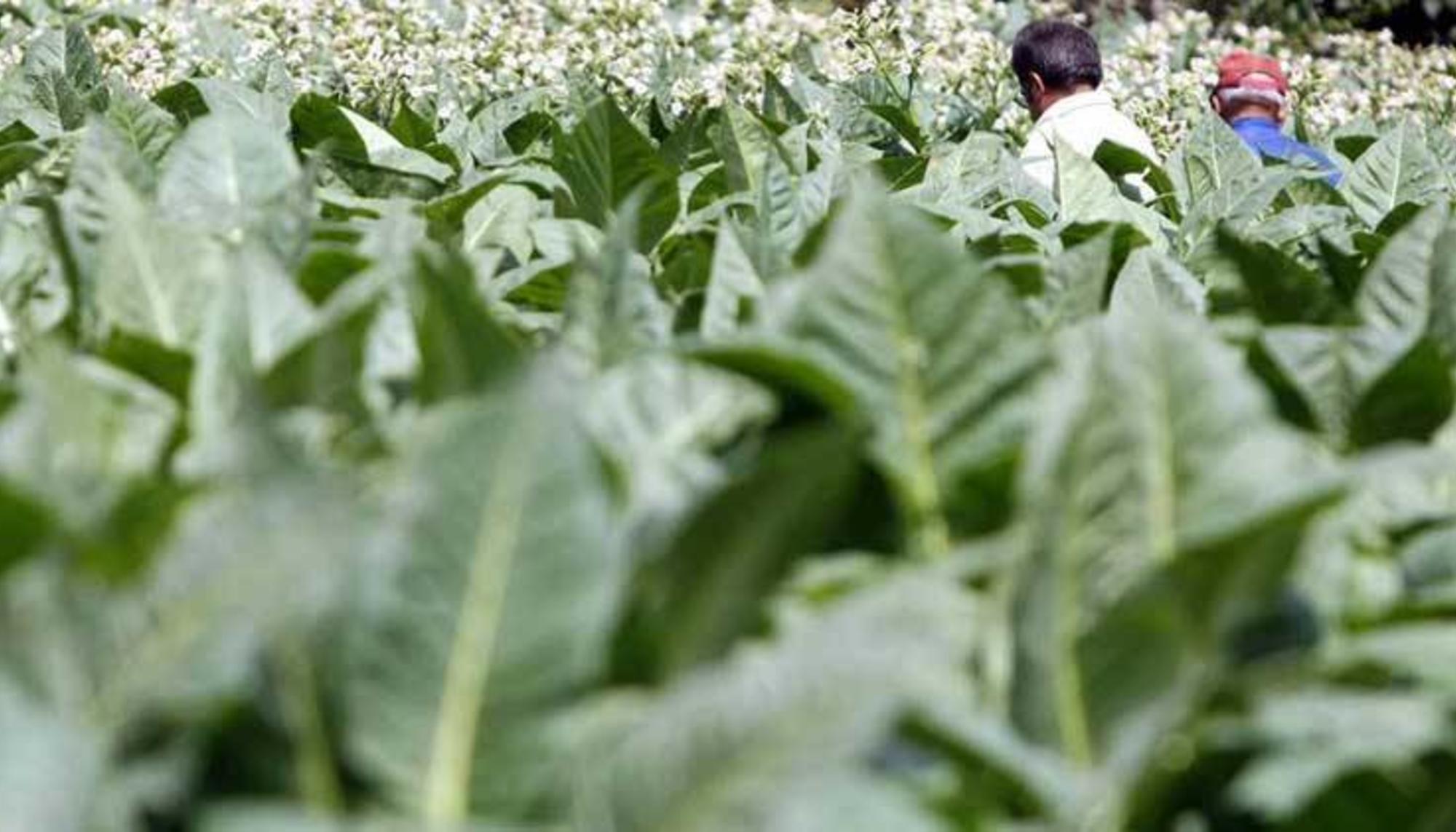 Campo arañuelo tabaco
